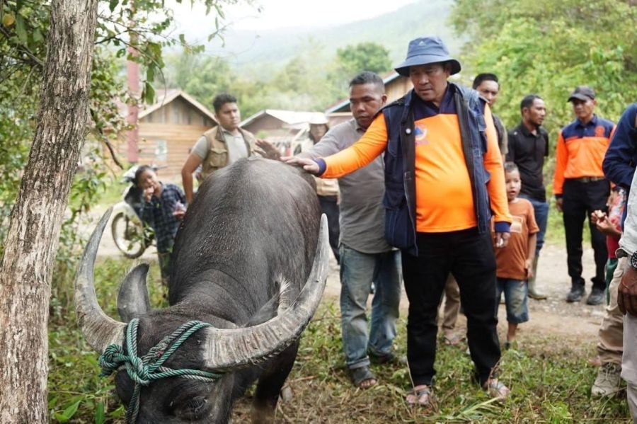331 Sapi Meugang Disalurkan, Masyarakat Aceh Tengah Sampaikan Terima Kasih kepada Presiden Prabowo