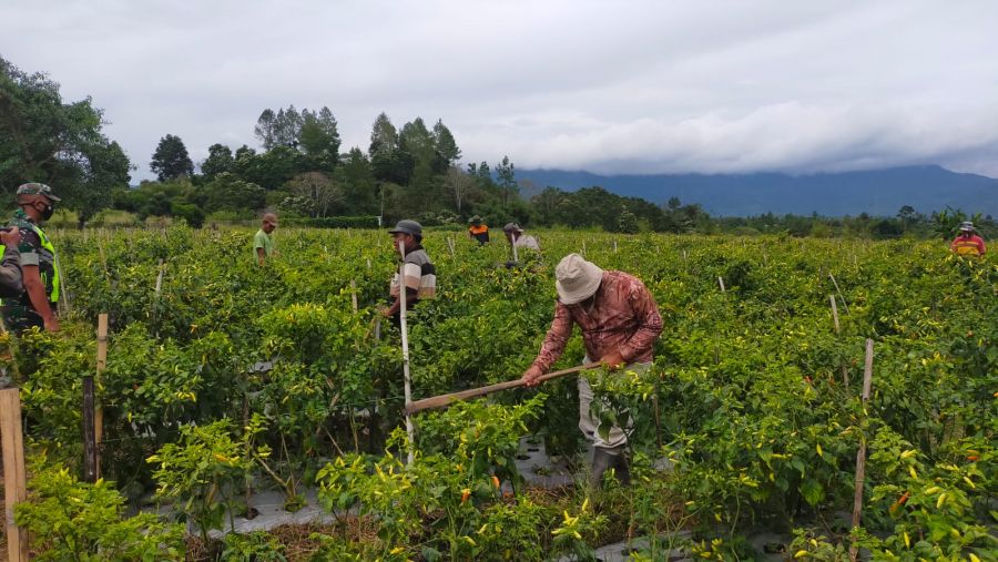 Babinsa Sebagai Contoh Ajak Warga Menanam Cabe Varian Ori 212 Agar Jadi Petani Sejahtera