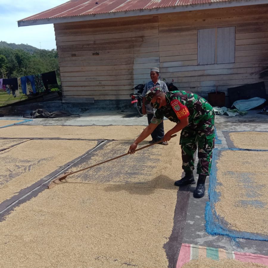 Jaga Mutu Padi Babinsa Dampingi Petani Jemur Padi.