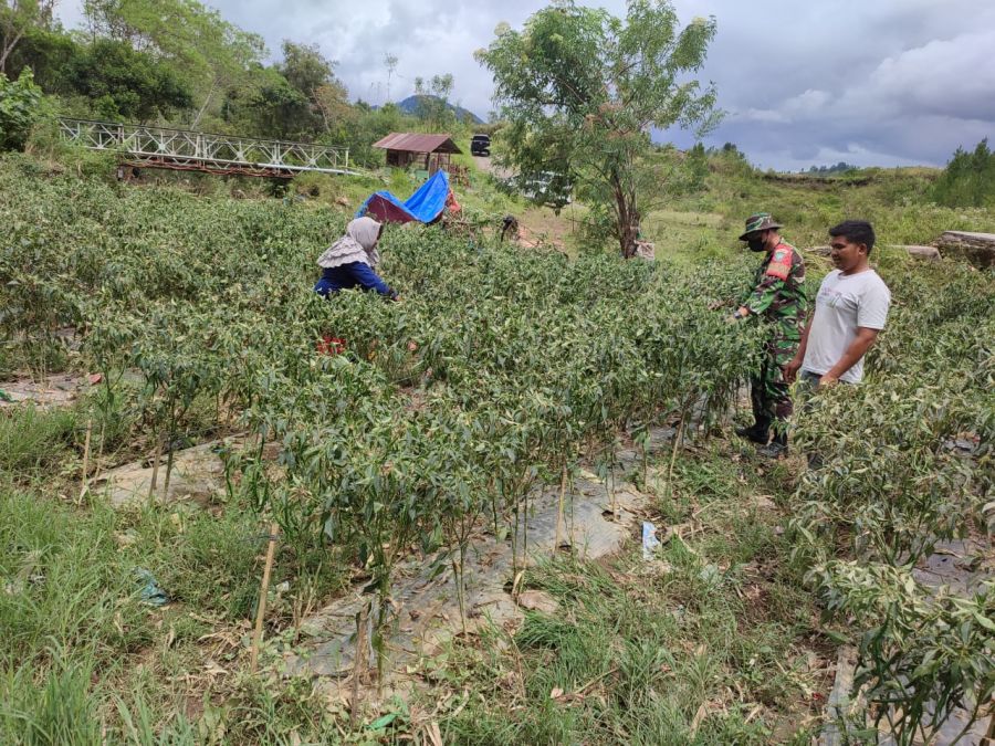 Kepedulian Babinsa Koramil 02/ Bebesen Bantu Warga Binaan Memanen Cabe