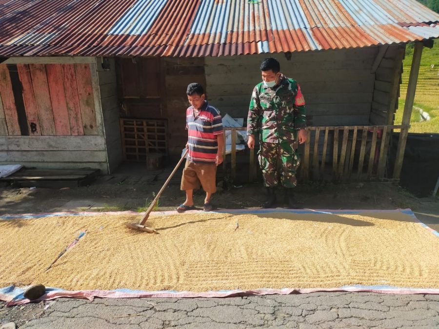 Menjaga Kualitas, Babinsa Dampingi Warga Menjemur Padi